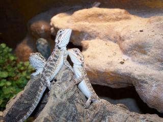 Es sind noch 4 Farbbartagamenbabys da - Pogona Vitticeps - Bartagame - Barta