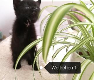 Britisch Kurzhaar