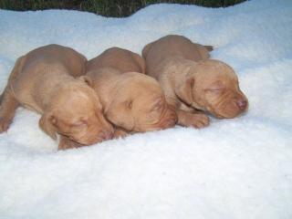 Magyar Vizsla Ungarischer Vorstehhund Welpen zu verkaufen in Ungarn, in der N