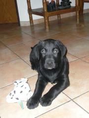 Schwarzer Labradorwelpe