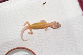 Leopardgecko NZ 2021 in verschiedenen Farbvarianten