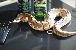 0. 1 Spider 100 Het Pied 700g