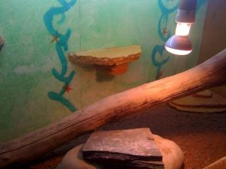 Verkaufe Bartagame mit Terrarium