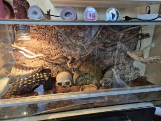Terrarium mit 3 Kornnatter