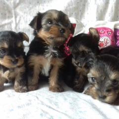 Yorkshire Terrier, Mini Welpen