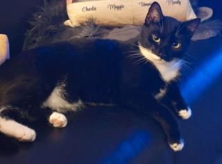 Kater vermisst