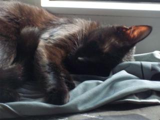 Schwarze schmuse katze sucht liebevolle familie mit freilauf