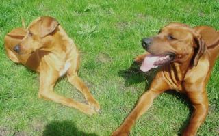 Rhodesian Ridgeback Welpen