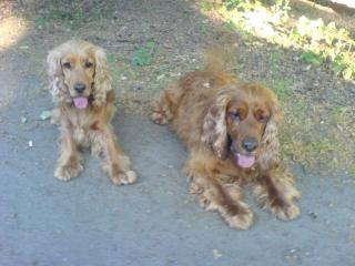 2 Cocker Spaniel suchen ein neues Zuhause
