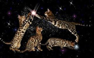 Atemberaubend schöne Bengal Kitten zur Zucht o. Pet