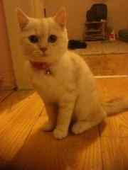 8 Monate alte süsse BKH Kater