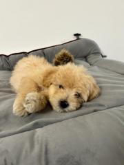Maltipoo F1b Welpen