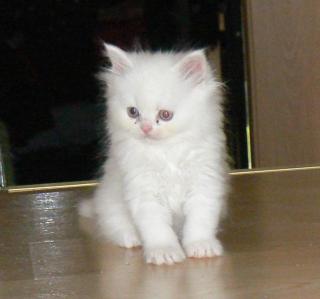 Außergewöhnliche seltene weiße BLH/ BKH Kitten abzugeben