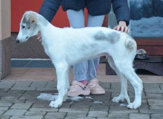 Barsoi Russischer Windhund Welpen mit Papiere