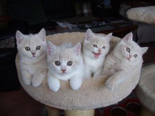 BKH Kitten mit Stammbaum