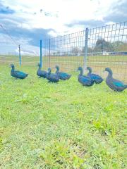 Cayuga Enten