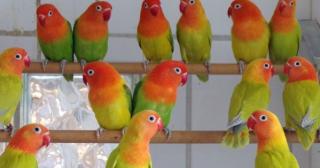 Agapornis fischeri Mutationen