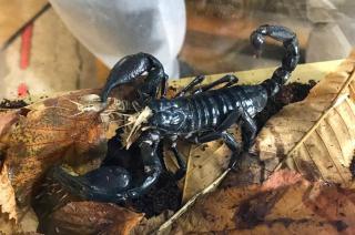 Schwarzer Thaiskorpion groß Heterometrus spinifer Skorpion