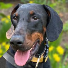 TULIO - männlich 3 Jahre 66 cm 37 kg Dobermann Gechipt