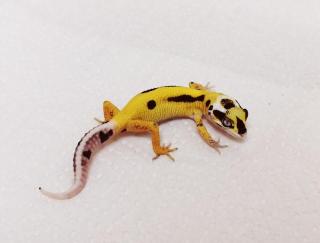 Leopardgecko NZ 2022 Lemon Frost