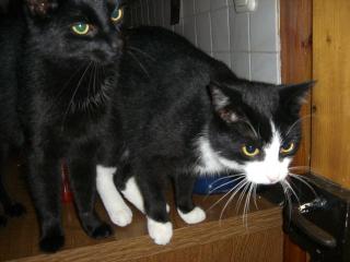 2 verschmuste Kater kastr. abzugeben
