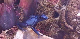 0. 0. 3 Dendrobates azureus