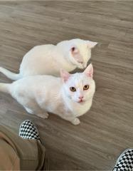 Türkisch Angora Kater