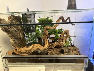 Zwei Kornatter Damen mit Terrarium und Inhalt.