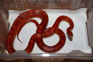 Pantherophis guttatus - Kornnattern- mit Terrarium - 2. 1