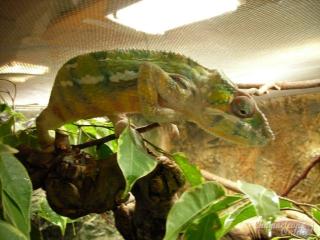 1. 0 Pantherchamäleon Diego Suarez Adult zu verkaufen
