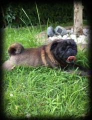 Mops Hündin