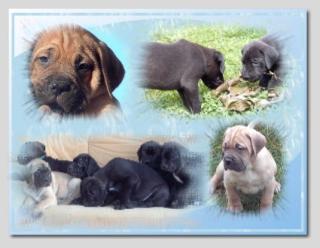 Molosser, Dogge/ Mastiff/ dt. Saupacker