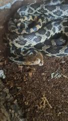1. 1 Zuchtpaar Östliche Fuchsnatter Pantherophis vulpinus