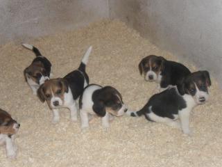 8 Süße Beagle zu verkaufen
