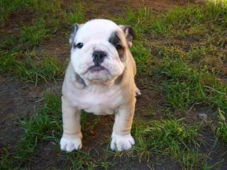 ENGLISH BULLDOG WELPEN AUS KLEINER LIEBHABERZUCHT IN BESTE HÄNDE ABZUGEBEN