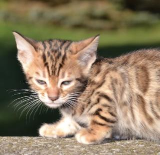 Bengalkitten Abgabe ab sofort