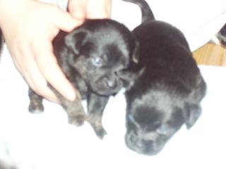 Kleine Jackrusselwelpen suchen ab 1. 12. 09 ein Zuhause