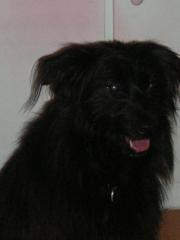 Verschmuster Knuddelbär und ausgebildeter Hütehund sucht ein liebevolles zu Ha