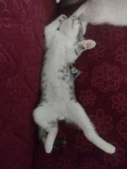 Siam/Perser Mix Kitten abzugeben