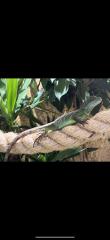 Grüne Wasseragame weibchen 0. 1