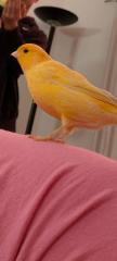 Kanarienvogel 2, 5 Jahre alt mit Zubehör