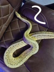 4 königspythons abzugeben.
