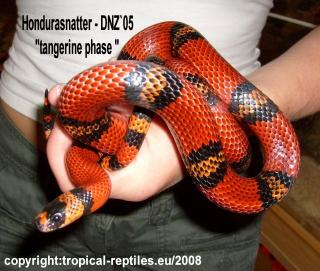 Hondurasnatter - Tangerine phase - ENZ 05 - 1. 0