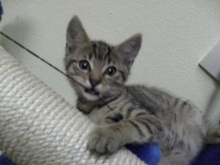 Kater sucht neues zu hause