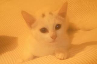 Reinrassige Türkisch Angora Katze 12 Wochen