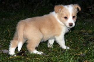 Border Collie Welpe Sam kann sofort ausziehen ins neue Heim EE Red . kein Weihn