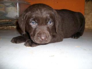 LABRADOR- WELPEN m. AHNENPASS