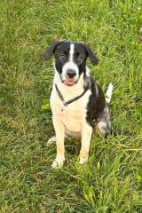 Meilo sucht dringend ein neues Zuhause
