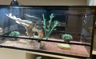 Terrarium inkl. Zubehör ideal für Reptilien, abzugeben
