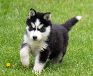 Unsere Siberian Husky WelpenWelpen